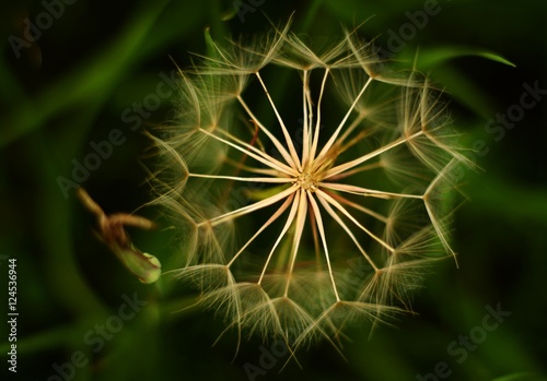 Fluff overblown meadow herbs on a green background