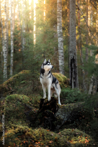 Fototapeta Naklejka Na Ścianę i Meble -  Dog breed Siberian Husky