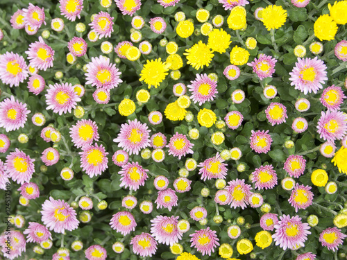 Ramo de flores de colores