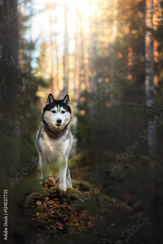 Fototapeta Naklejka Na Ścianę i Meble -  Dog breed Siberian Husky