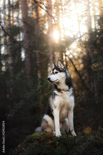 Fototapeta Naklejka Na Ścianę i Meble -  Dog breed Siberian Husky