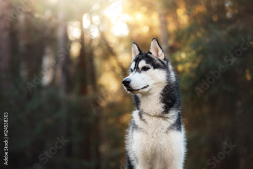Dog breed Siberian Husky photo