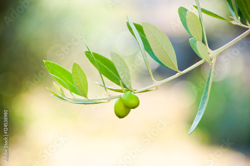 Olives on olive tree branch