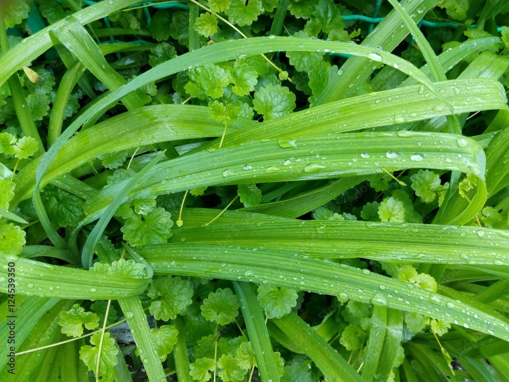 Long green leaves of the plant with rain drops Long green leaves of the plant with rain drops