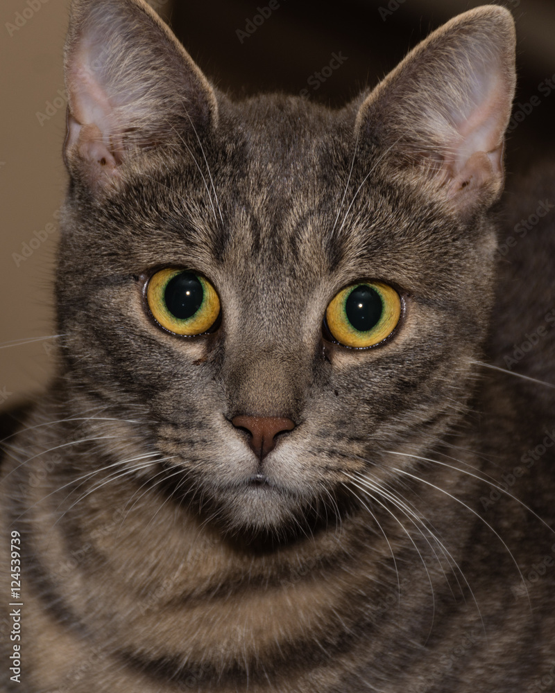 Domestic Shorthair Cat Looking Forward