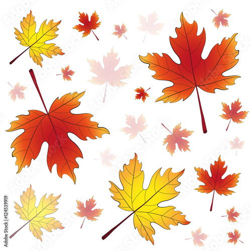 Falling colorful autumn maple leaves on a white background