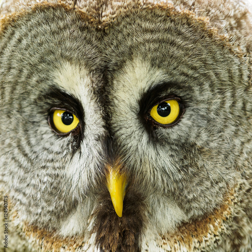 Detail of the head of a great grey owl (Strix nebulosa), with its beautiful yellow eyes.