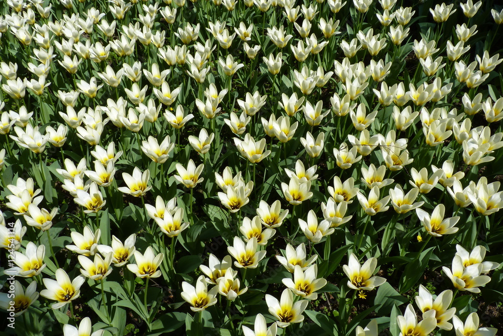 Fototapeta premium white tulip field