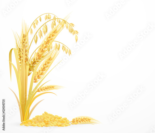 autumn harvest festival element set with wheat, oats branches, g