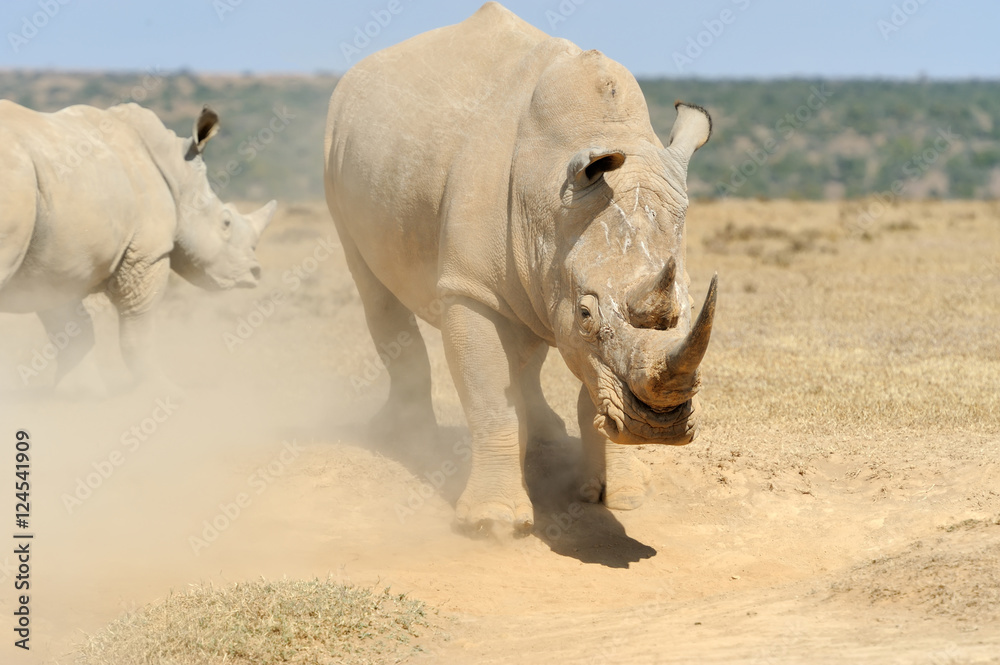 African white rhino