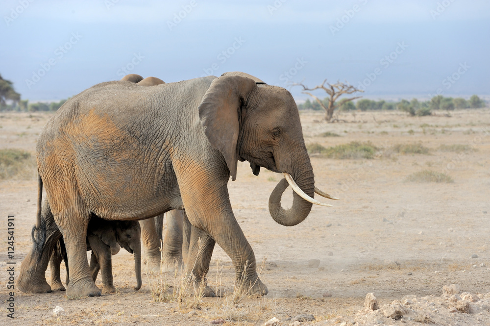 Fototapeta premium Elephant in National park of Kenya