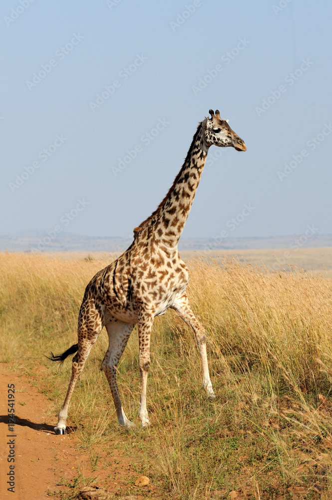 Obraz premium Giraffe in National park of Kenya