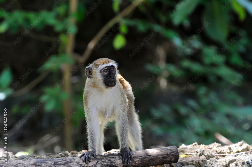 Obraz premium Vervet monkey in national park of Kenya