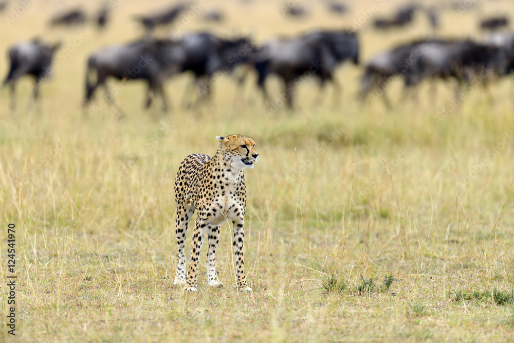 Fototapeta premium Wild african cheetah