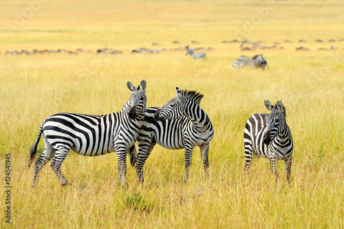 Zebra on grassland in Africa