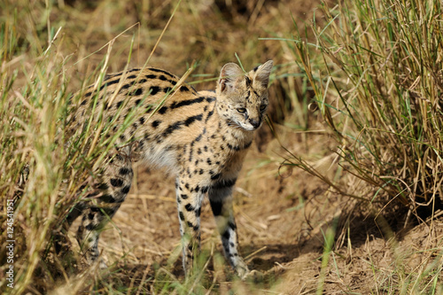Serval cat (Felis serval)