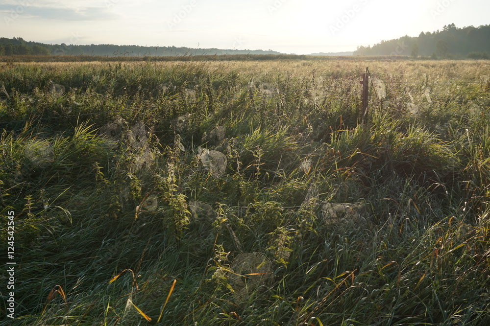 Altweibersommer Altweibersommer