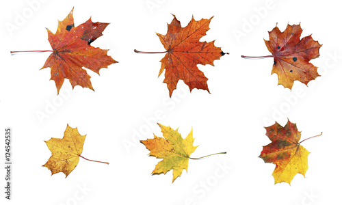 Set of autumn maple leaves isolated