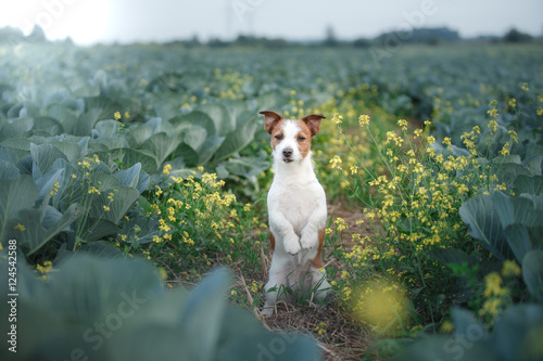 Fototapeta Naklejka Na Ścianę i Meble -  Dog Jack Russell Terrier