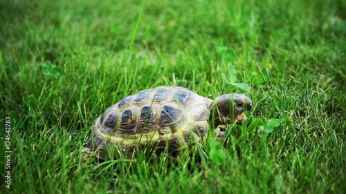 Wallpaper Mural turtle slowly feeding on green grass 
 Torontodigital.ca