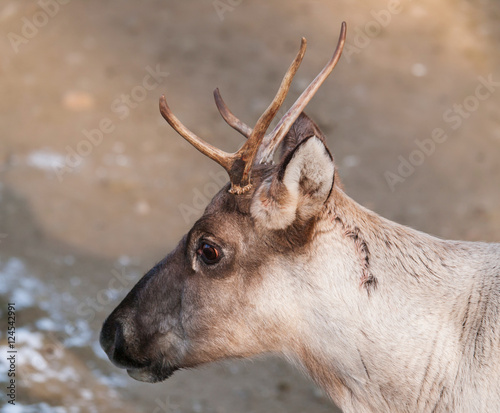 Portrait of Finnish forest reindeer - Rangifer tarandus fennicus photo