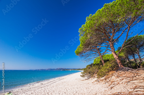 Fototapeta Naklejka Na Ścianę i Meble -  Sandy Palombaggia beach with pine trees and azure clear water, Corsica, France, Europe