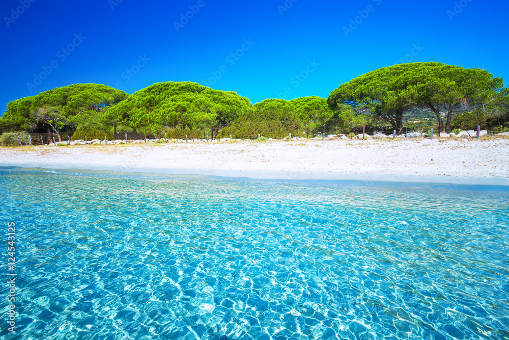 Sandy Palombaggia beach with pine trees and azure clear water, Corsica, France