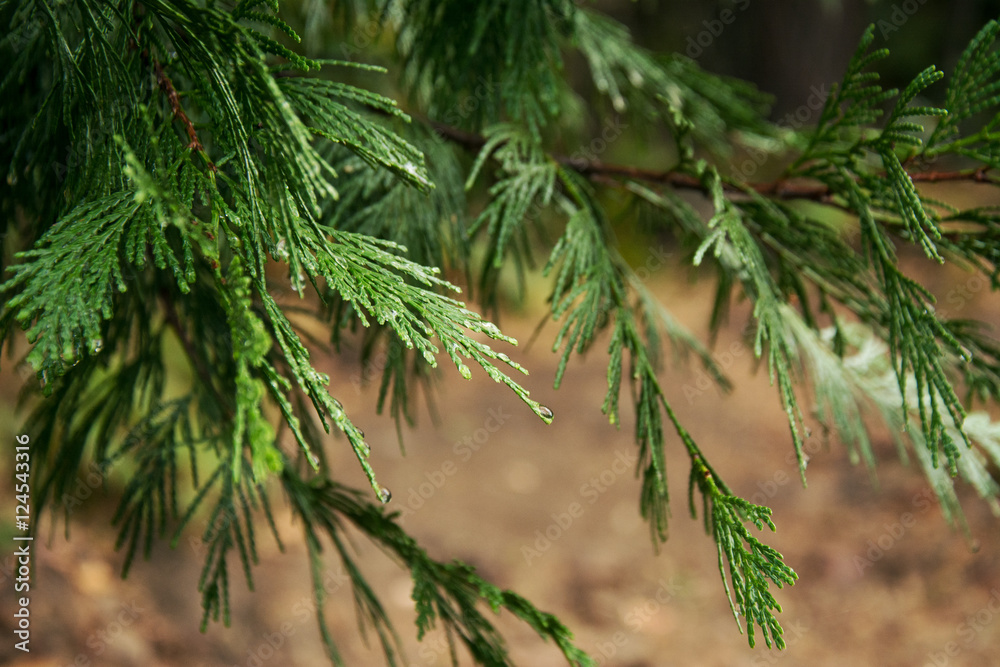 Naklejka premium Tree branches