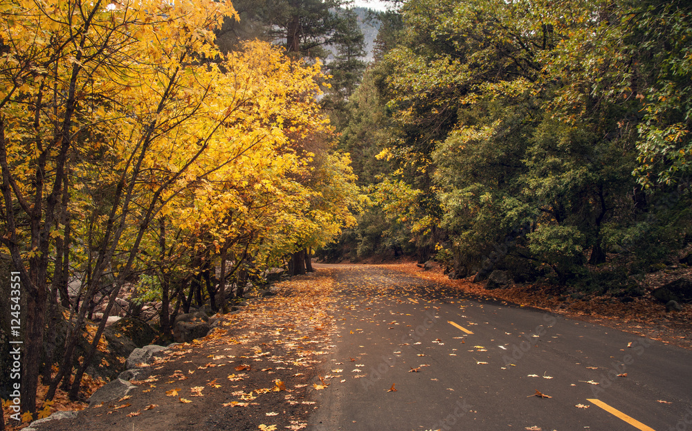 Fototapeta premium Tree Tunnel Road