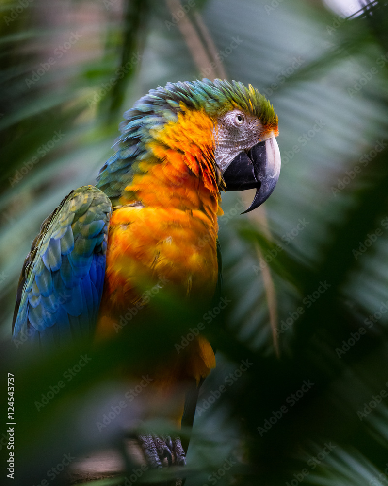 Naklejka premium Blue and yellow macaw - Ara ararauna