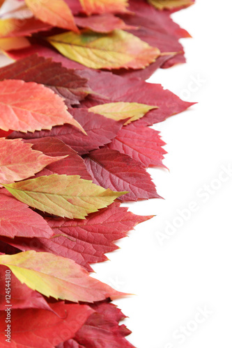Autumn leafs isolated on white background