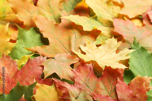 Autumn leafs background