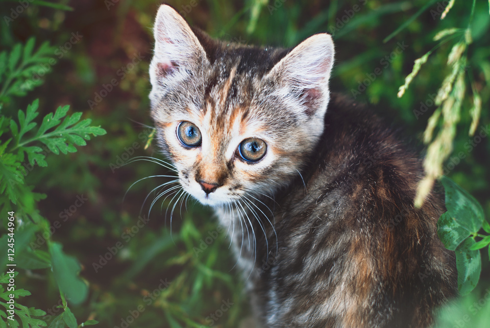 Sute Striped Kitten in the Green Grass Outdoors - Playing Cat - Pets Care Concept Sute Striped Kitten in the Green Grass Outdoors - Playing Cat - Pets Care Concept