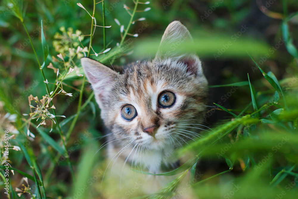 Sute Striped Kitten in the Green Grass Outdoors - Playing Cat - Pets Care Concept