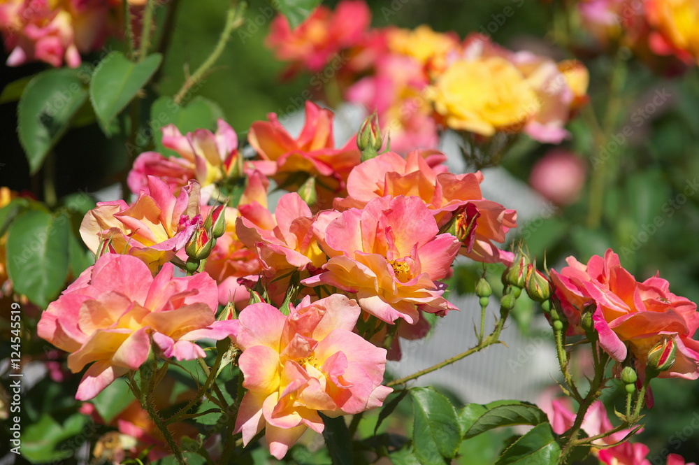 Obraz premium ばら