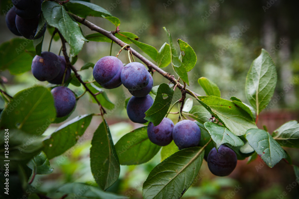 Ripe blue plums on a branch. Close up. Ripe blue plums on a branch. Close up.