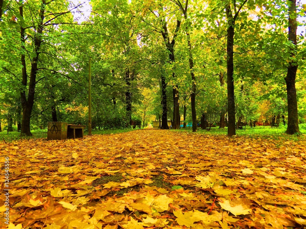 Colorful leaves on deciduous trees and walkway in park during autumn Colorful leaves on deciduous trees and walkway in park during autumn