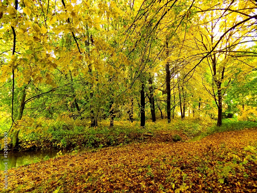 Naklejka premium Colorful leaves on deciduous trees and walkway in park during autumn