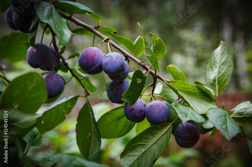 Ripe blue plums on a branch. Close up.