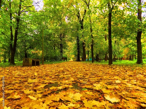 Colorful leaves on deciduous trees and walkway in park during autumn