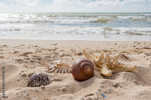 Starfish and shells lie in the sand against the backdrop of the sea waves