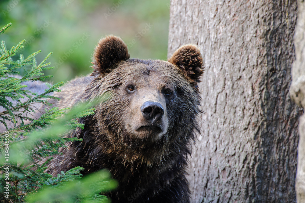 Fototapeta premium Bear portrait