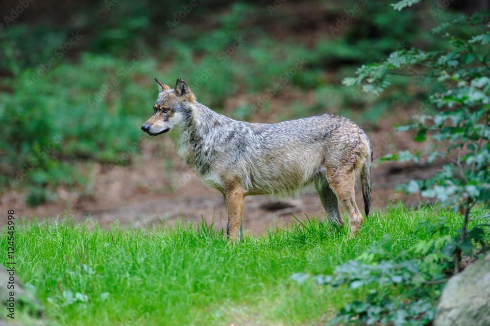 grey wolf