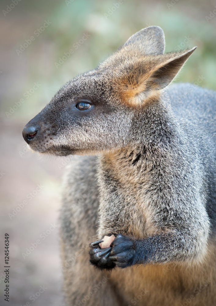 Fototapeta premium Wallaby