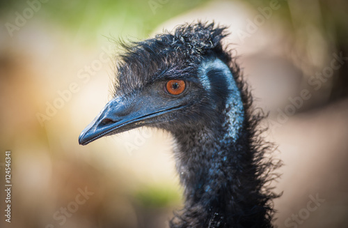 Emu