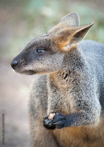 Wallaby © mark galer