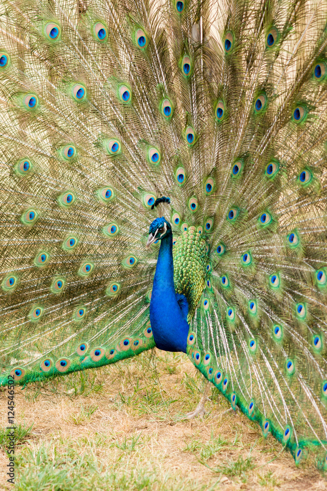 Obraz premium Peacock