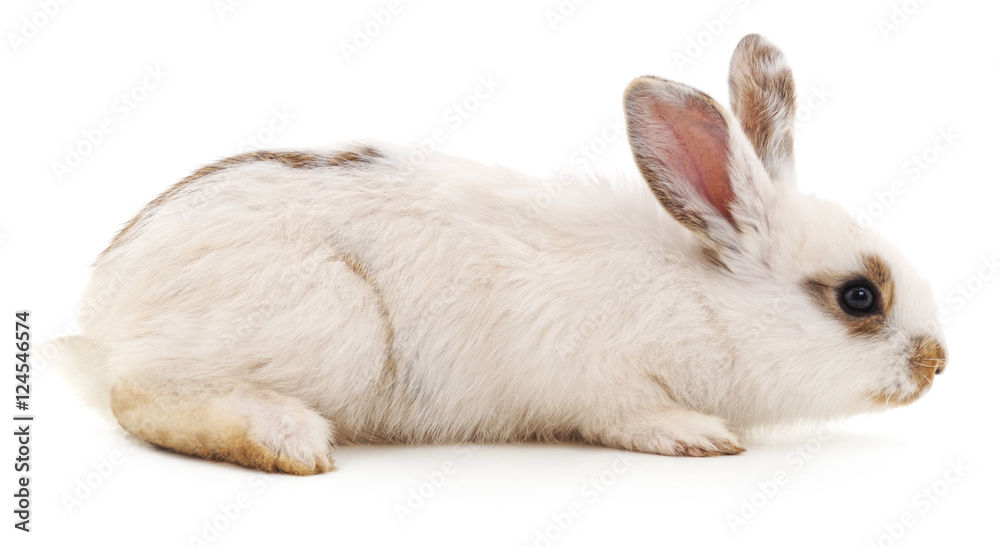 Obraz premium White rabbit.