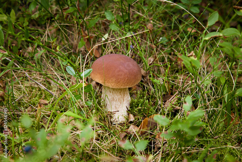 Forest mushroom boletus