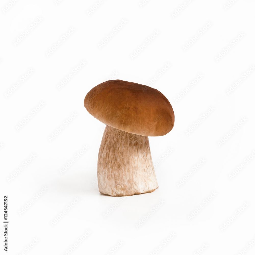 Boletus Edulis mushroom Boletus Edulis mushroom
